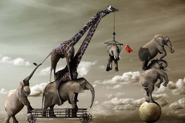 Chris Bennett manipulated photograph, Elephant Acrobats
