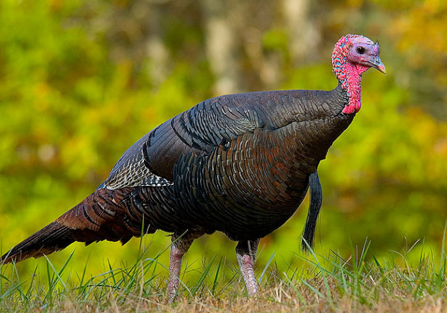 Wild Turkeys are roaming the streets of Suburbia