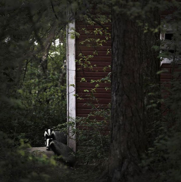 abandoned_house_animals_kai_fagerstrom_06 625 px