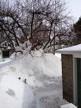 Snowbound Tree, Feb 24, 2015