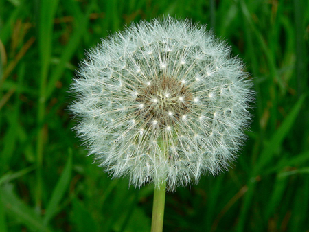 dandelion seeds