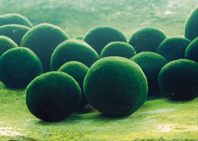marimo algae balls