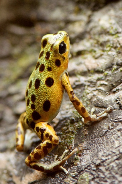 spotted frog