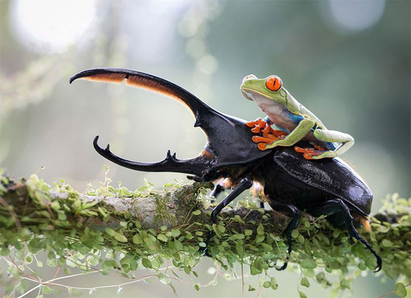 Tree frog on titan beetle.