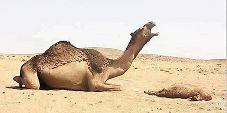 A days' old camel dies, via sacredcamelgardens