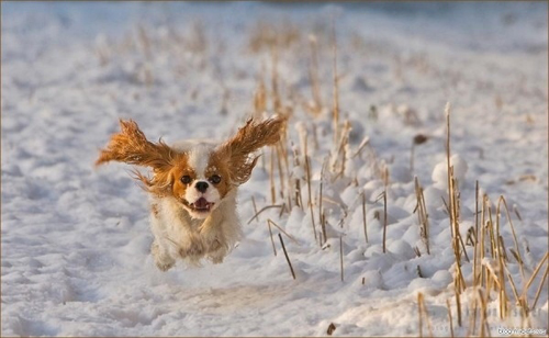 Elated dog in snow. via [unattributed on] buzzfeed