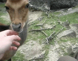 deer being petted via https://www.playbuzz.com/jennifers/18-cutest-animal-reactions-to-humans-petting-them?utm_source=pinterest.com&utm_medium=ff&utm_campaign=ff
