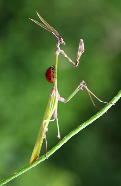 Hitchhikers