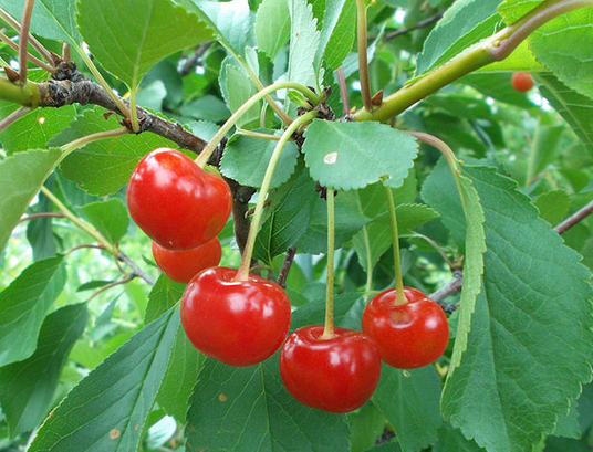 Cherries growing.